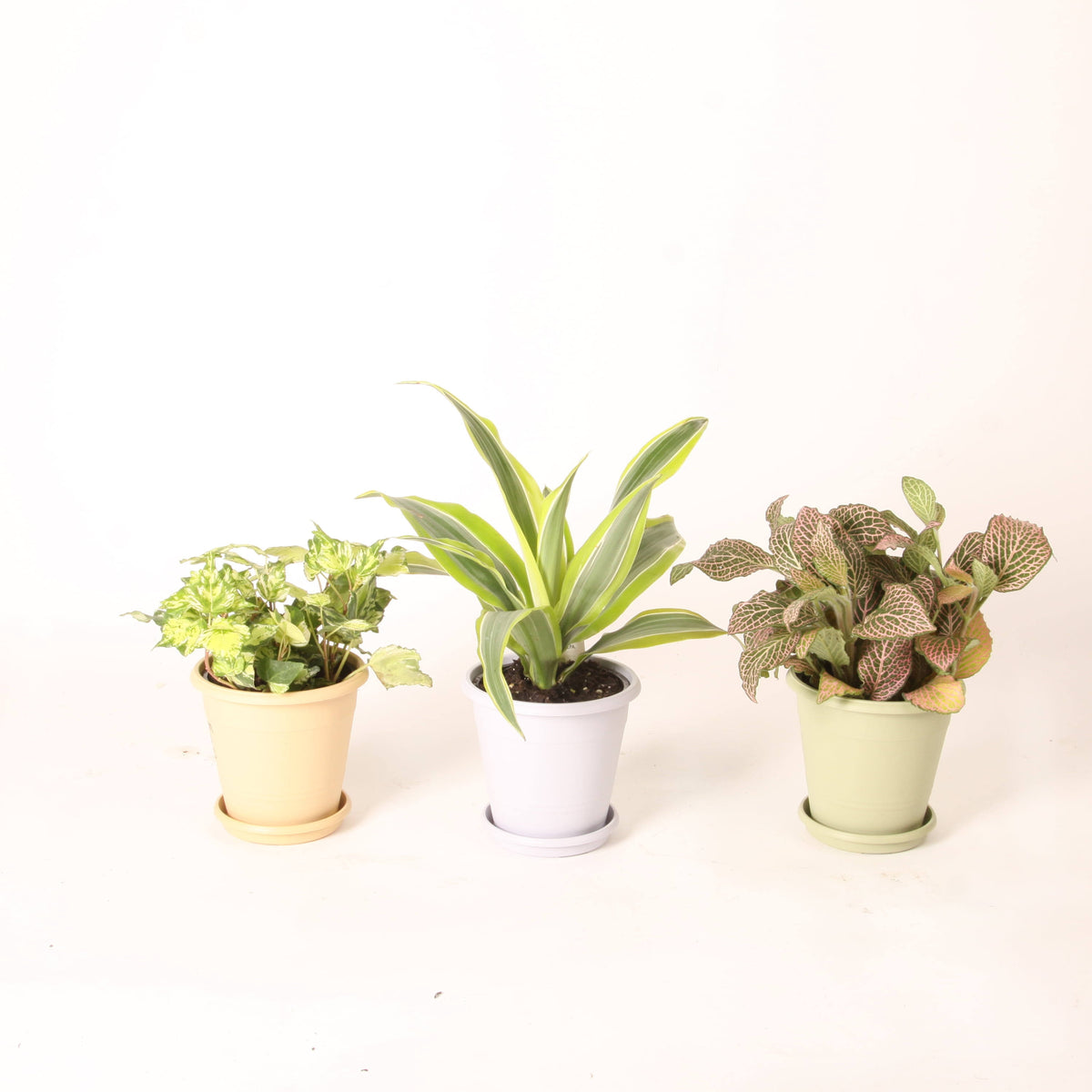 Costa Nursery Farms 4.4" Colorama Exotic Angel Plant - Each - Product image 1